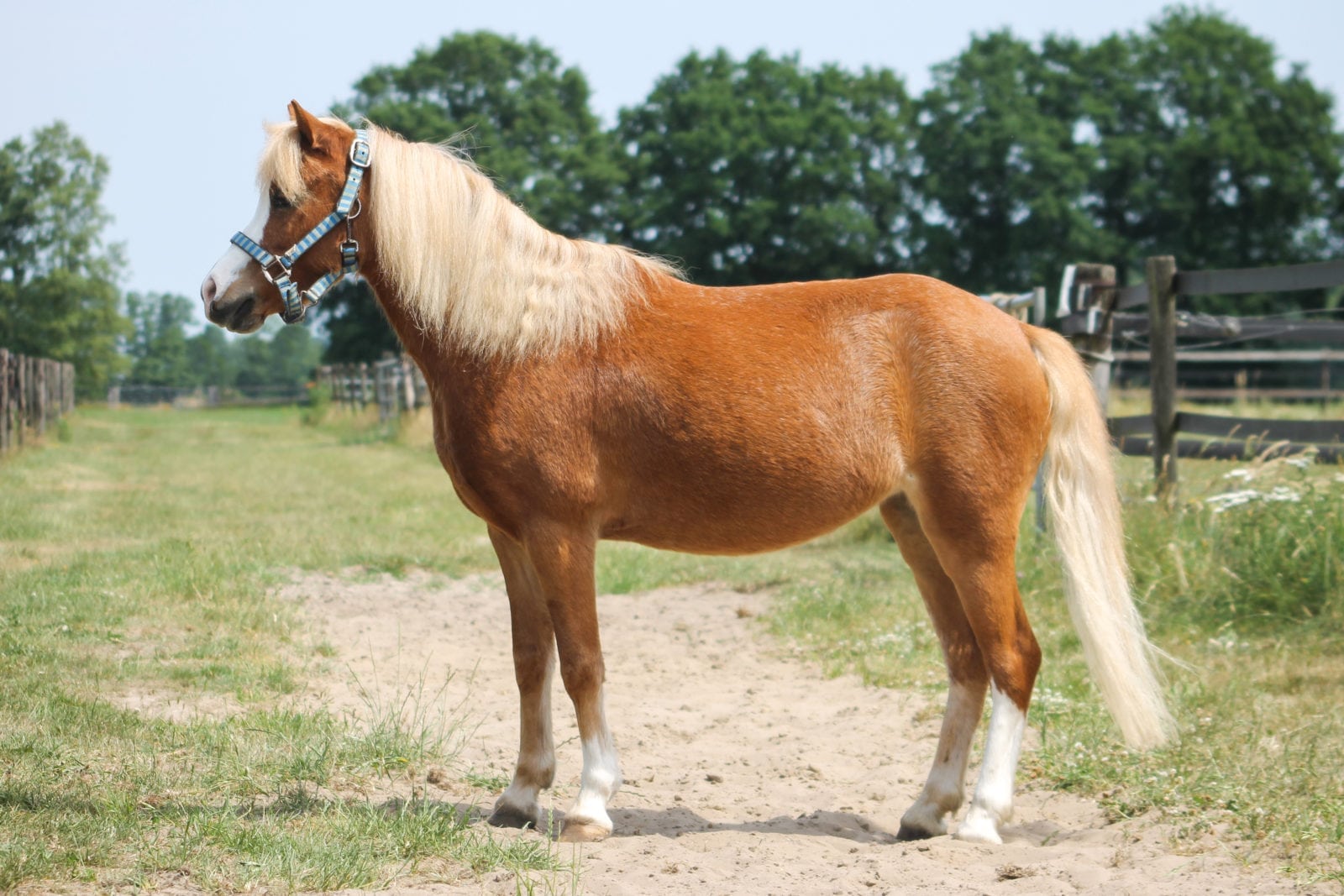 Kabi