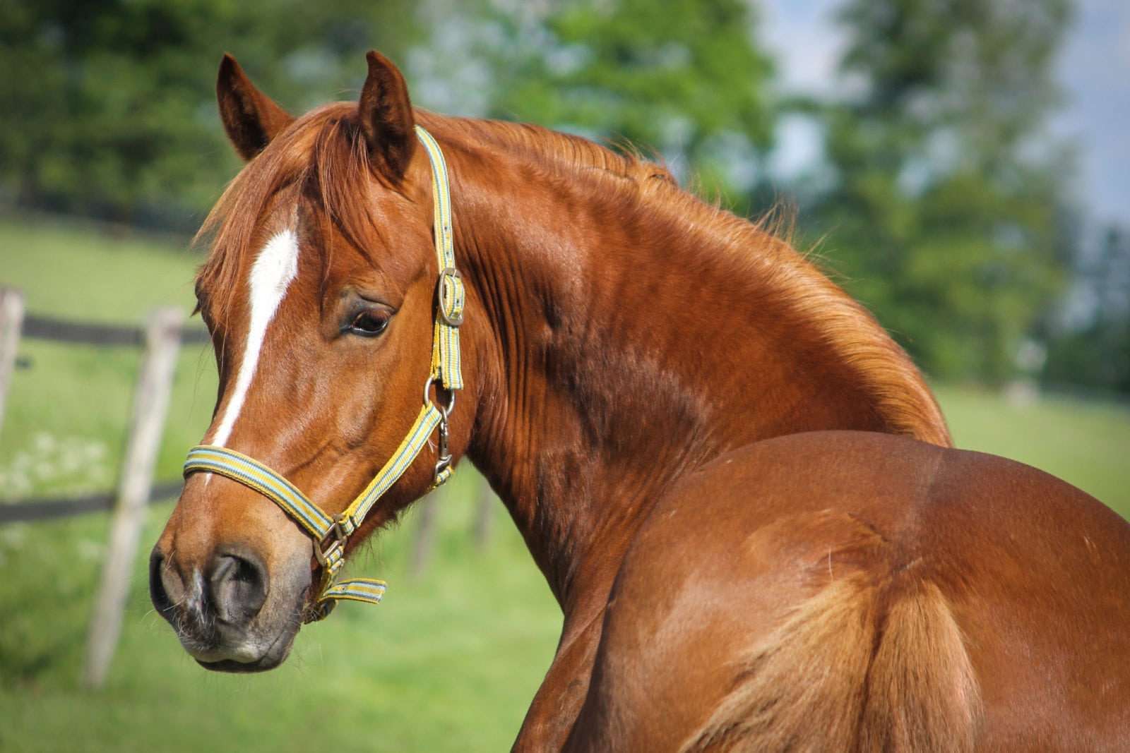 Paardenmanege de burght