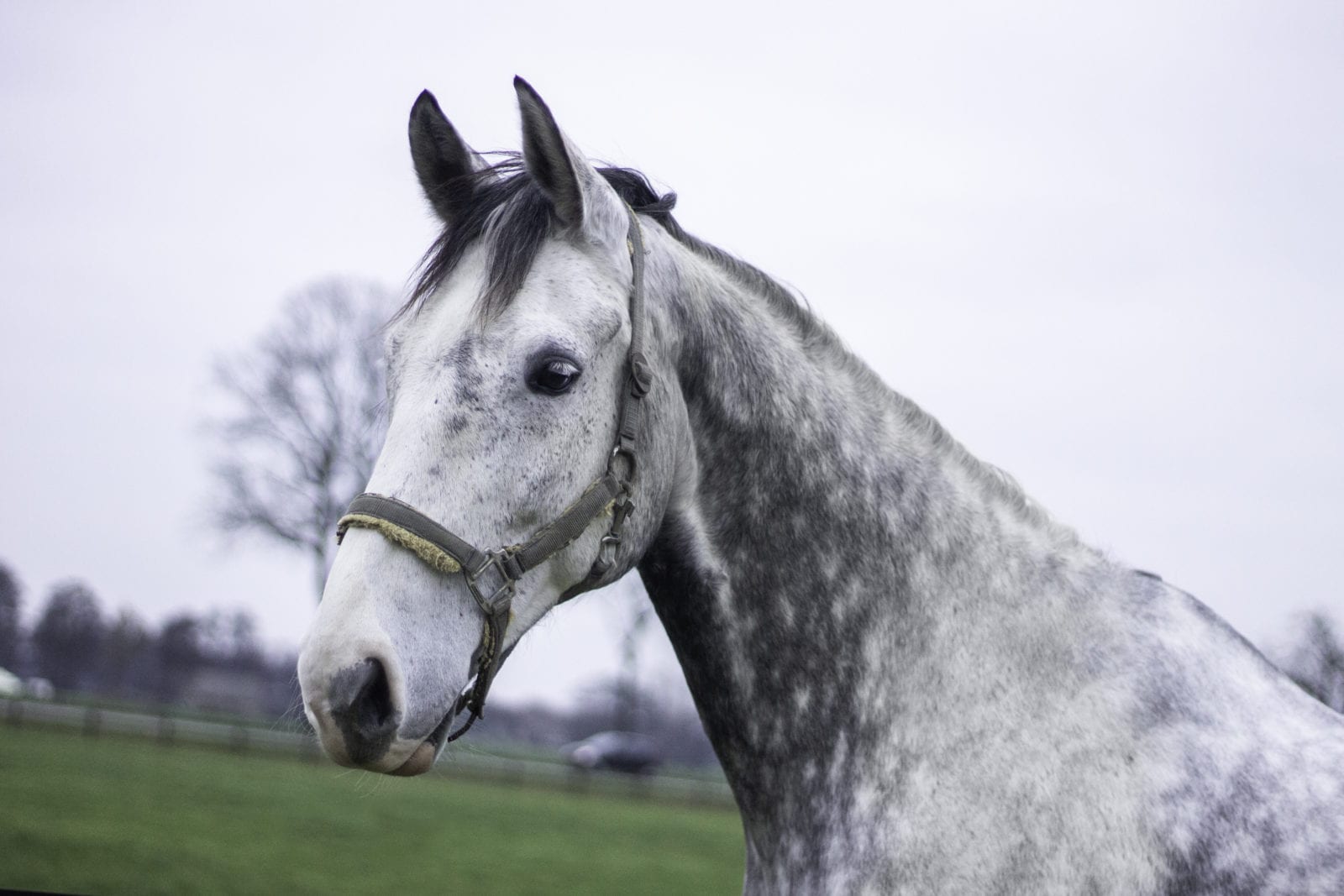 Casper (pension)