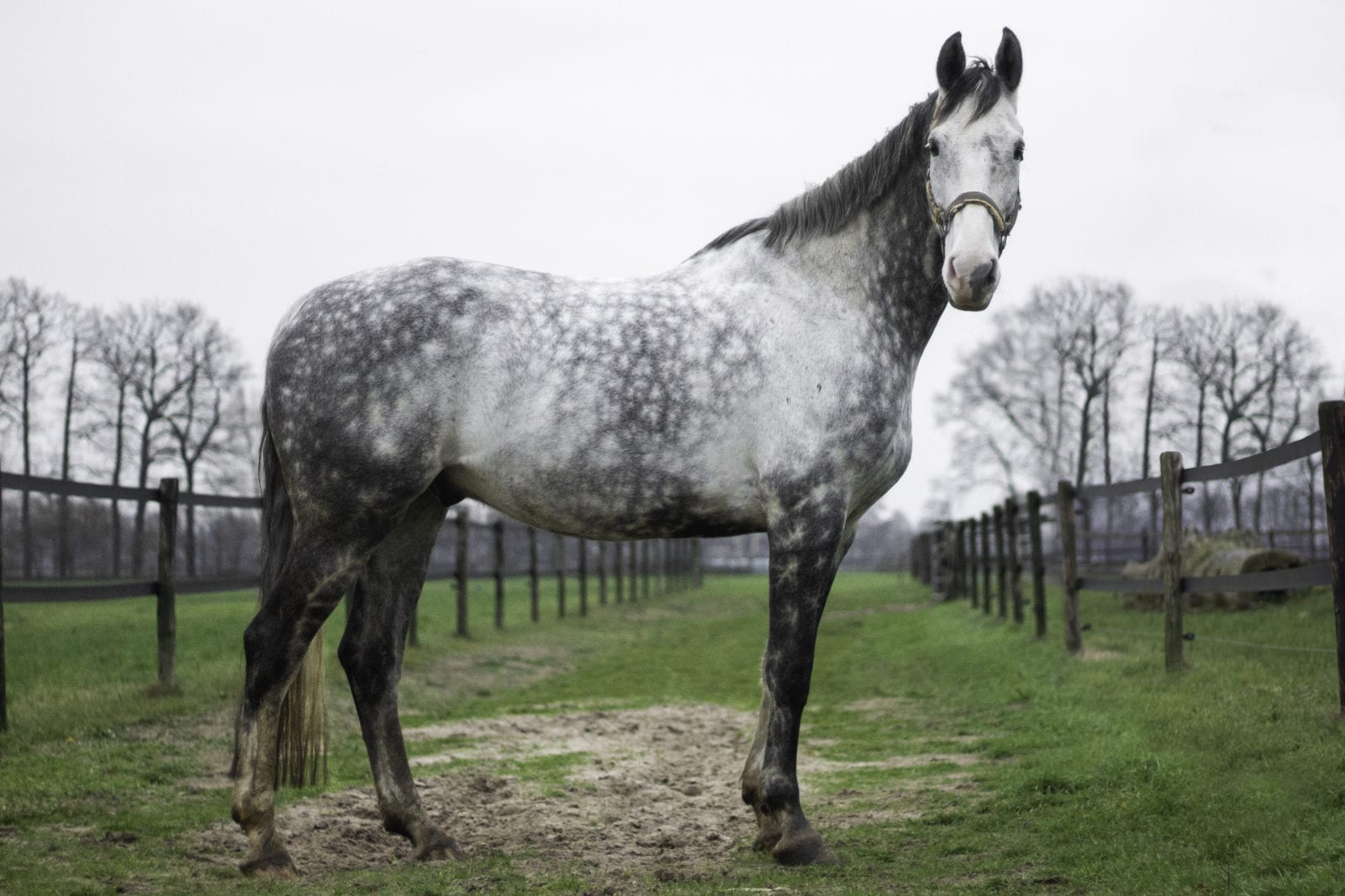 Casper (pension)