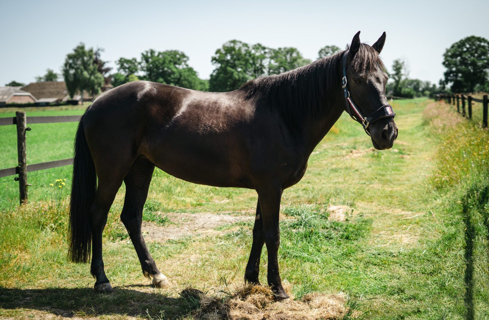 Jewel (pension)