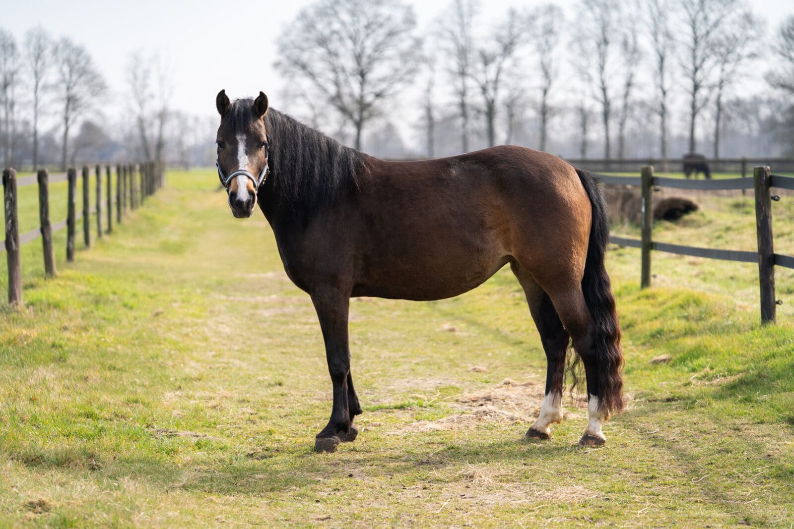 Paard in de wei bij de Burght