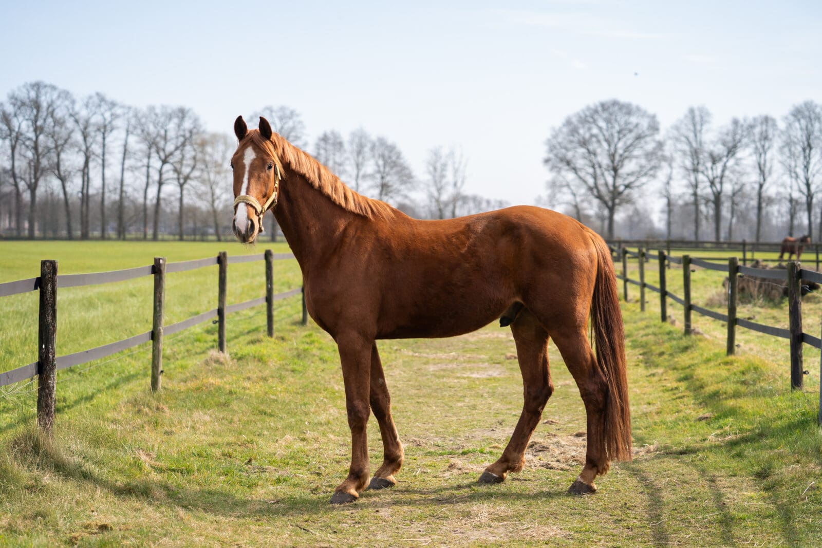 Rex (pension)